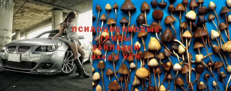 OMG рабочий сайт  купить  цена  Чистополь  Галлюциногенные грибы Psilocybine cubensis 